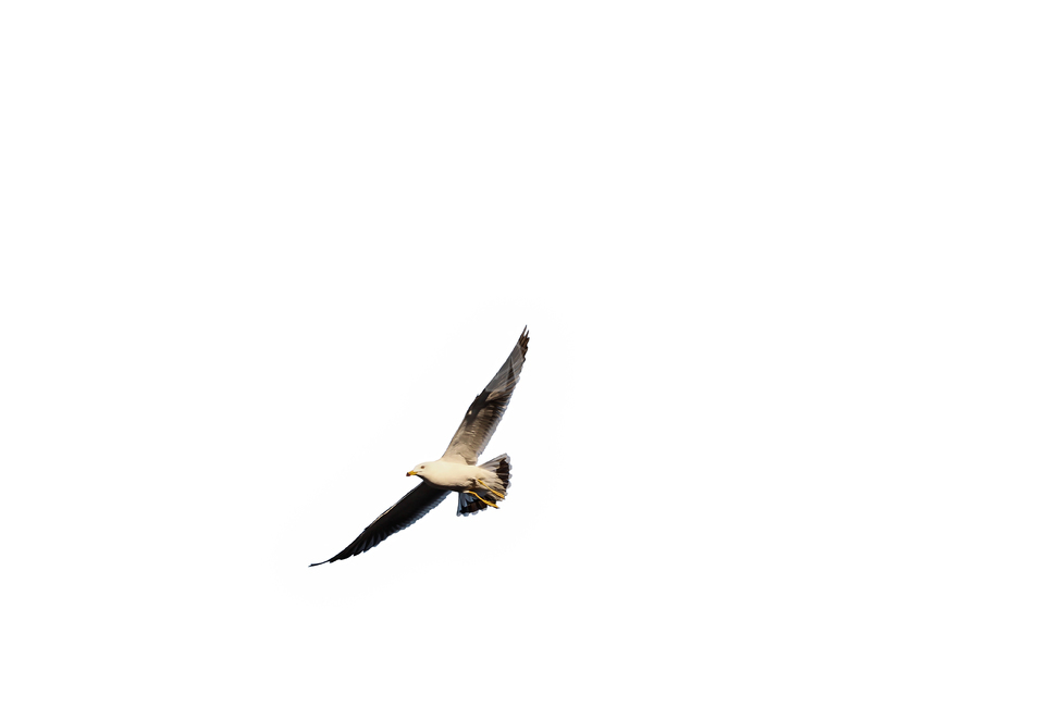 갈매기,새,조류,날개,바다,누끼,바닷가,자연,하늘,부리,동물,animal,조류,새,birds,누끼,remove background