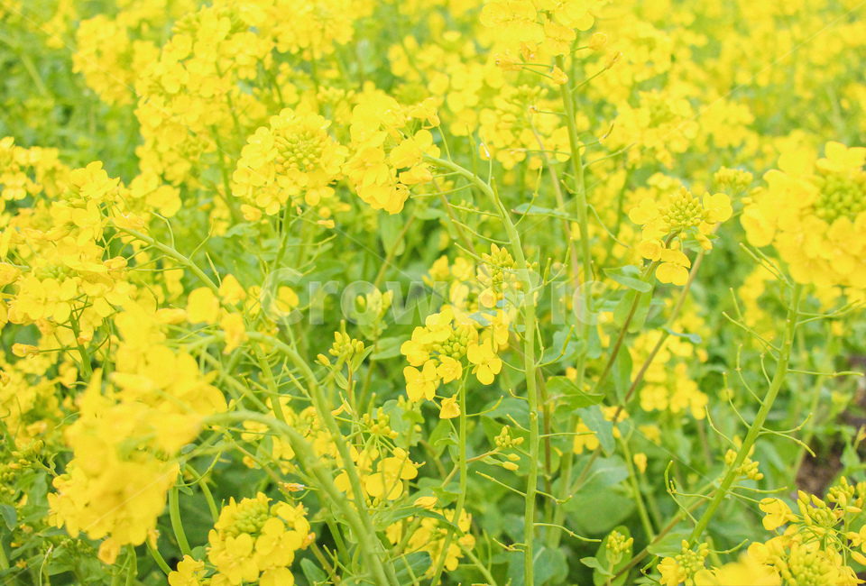 유채꽃,제주도,제주도유채꽃,꽃,flower,yellow,노랑,색감,자연,색상,감성,봄,잎,유채