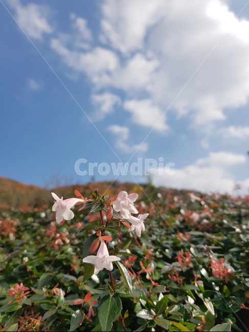 하늘,꽃,구름,풍경,파란