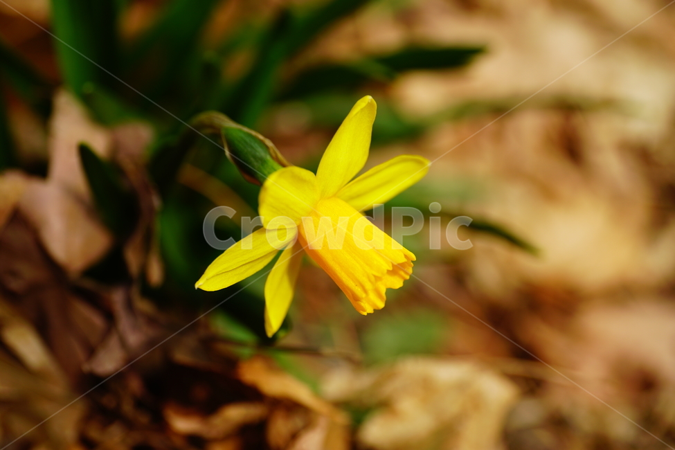 수선화,한국자연,꽃,꽃사진,플라워,flower,봄,봄꽃,spring,식물,plants,자연,nature,풍경,landscape,계절,season,snap,스냅,접사,macro,closeup,클로즈업,감성사진,감성,힐링,healing,느낌,feel,feeling,꽃밭,화단,나무,나뭇가지,tree,꽃봉오리,4월,April,봄,계절,spring,season,식물,자연,plants,nature,꽃,flower,plant,blossom,daffodil