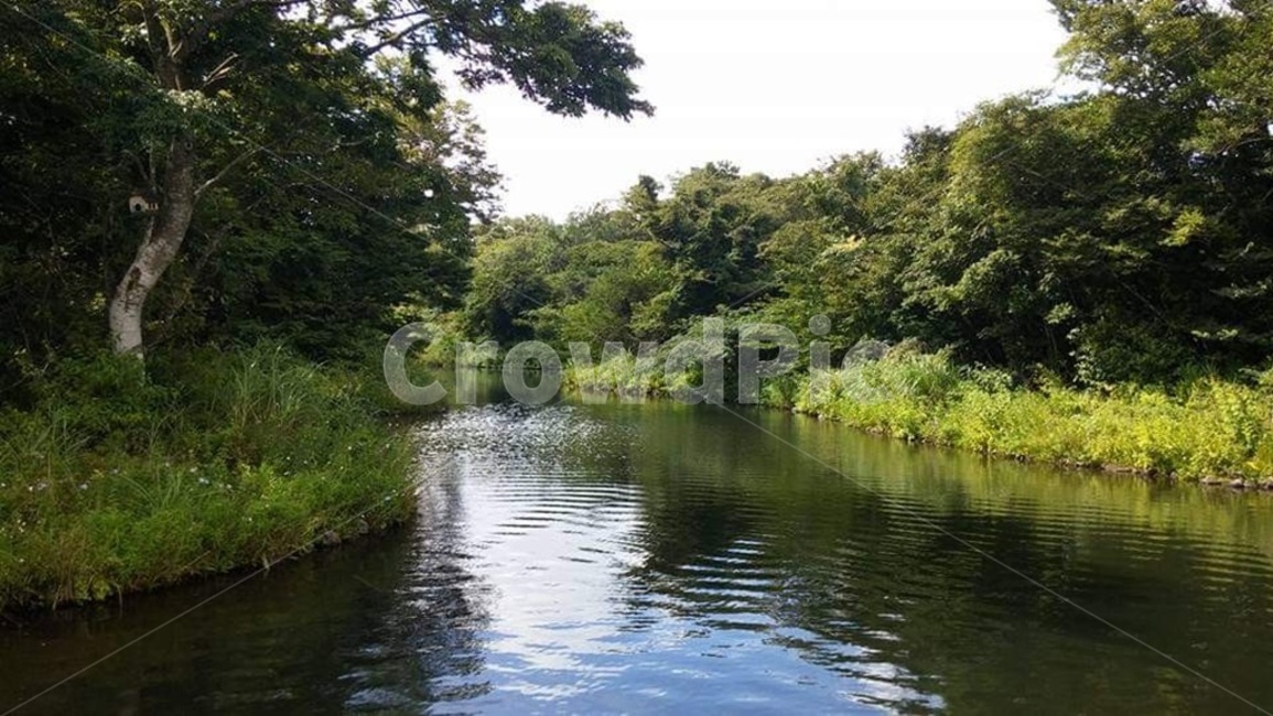 숲,호수,forest,lake,자연,초록,green,한적한