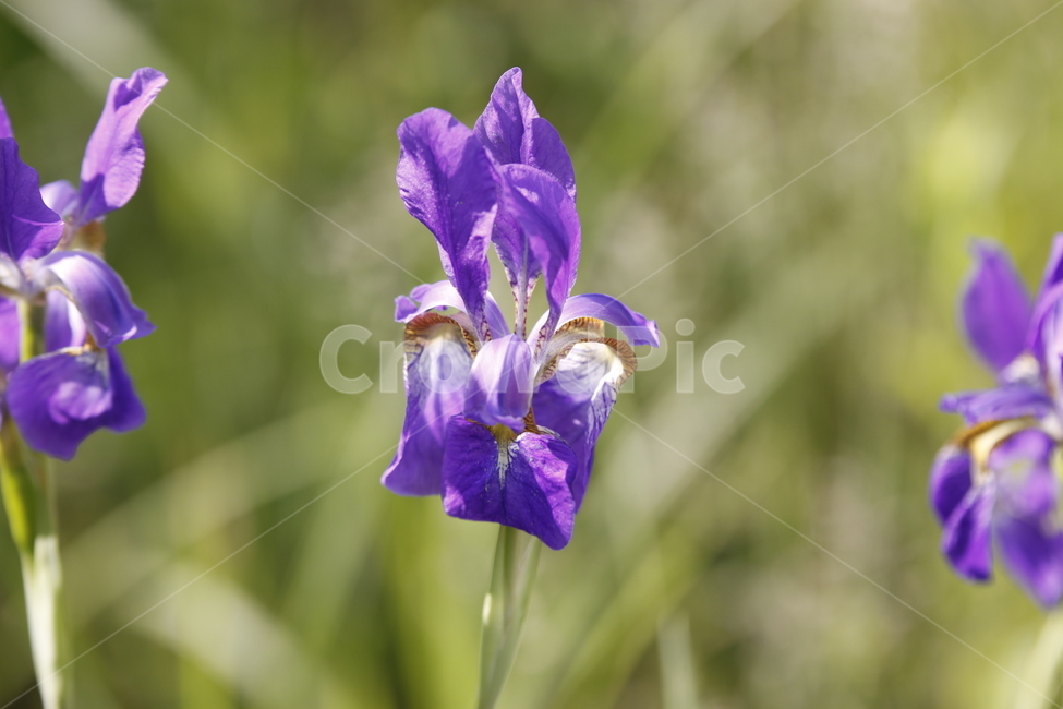 봄날,바탕,자연,spring,flower,봄꽃,축제,화려한,아름다운,우아한,garden,꽃축제,식물,계절,예쁜,꽃,정원,화단,보라색