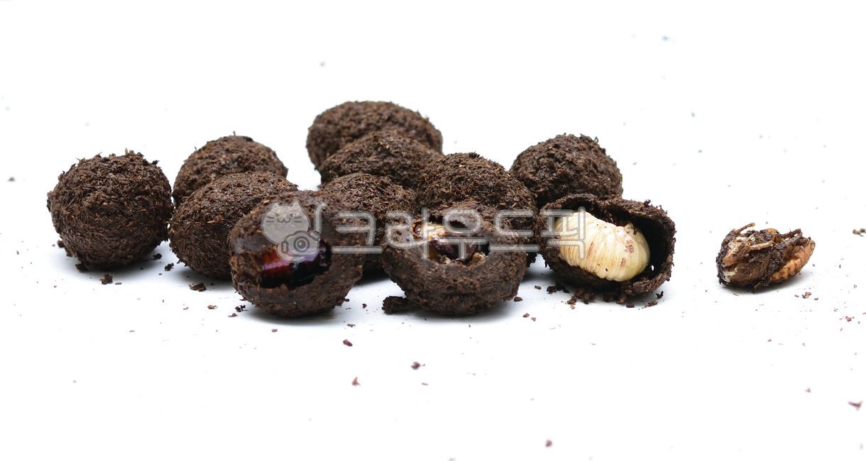 egg,Bedbugs,Slug White Spotted Flower Radish,Cocoon,insect