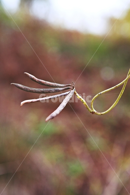 식물,잡초,열매,울타리,철망,자연,가을,추수,수확,식물,자연,plants,nature