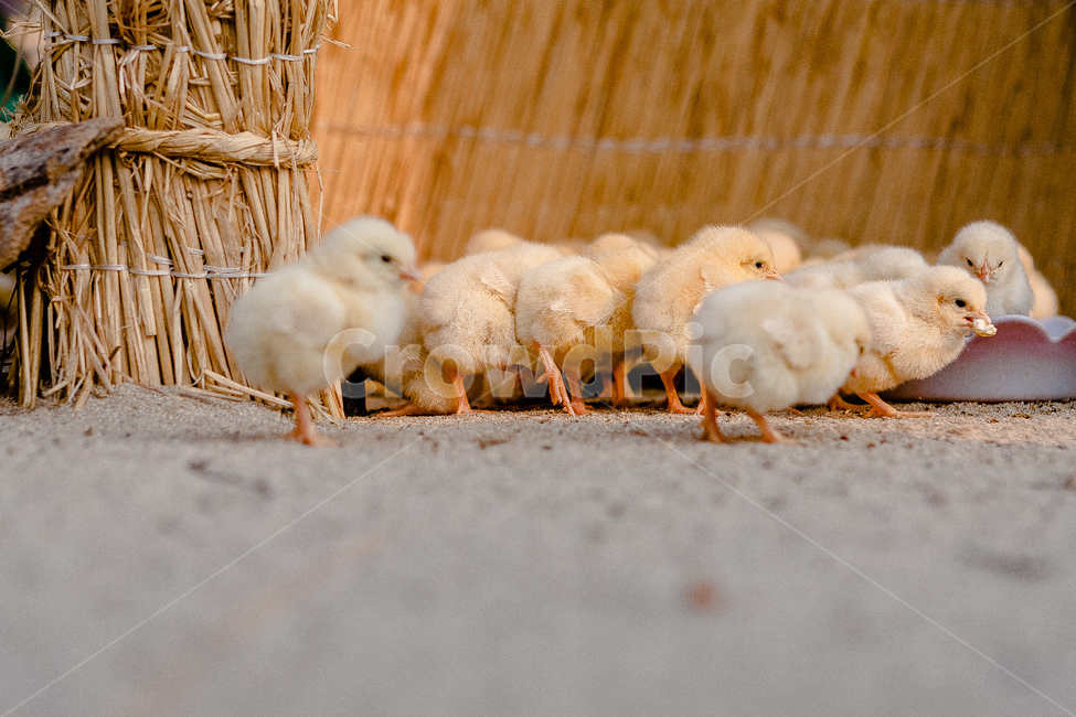 병아리,치킨,동물,노랑,병아리가족,동물,animal,조류,새,birds