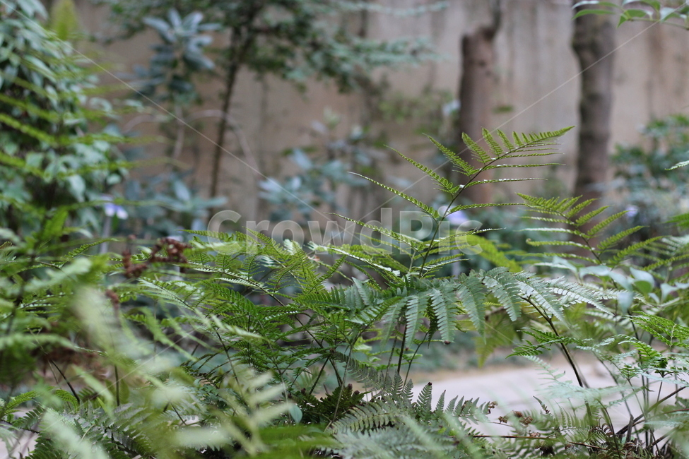 풀,녹색,나무,초록색,가지,나무가지,식물,자연,plants,nature