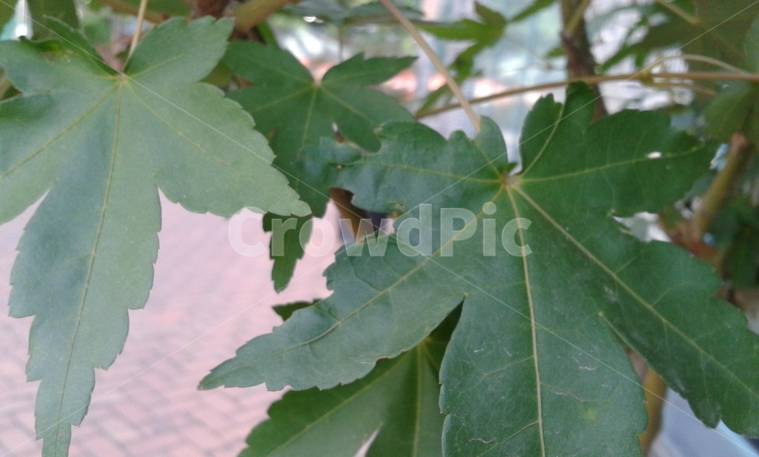 leaf,잎,단풍,maple,나무,식물,plant,식물,자연,plants,nature