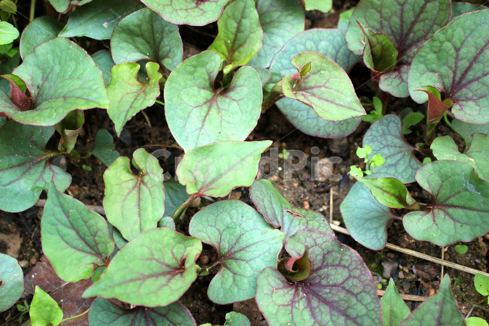 어성초,약초,약용식물,어성초밭,오성초재배,식물,자연,plants,nature