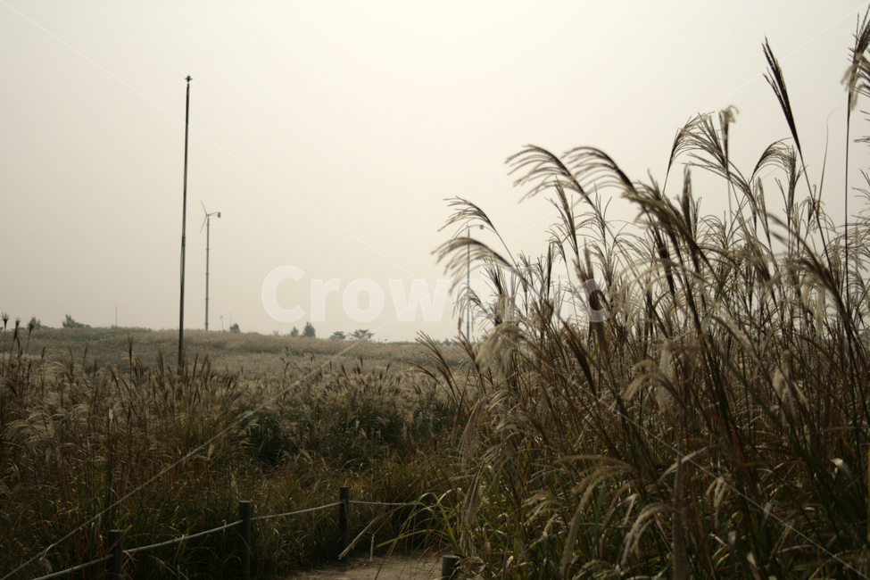 가을,억새,식물,억새풀,풀,가을,계절,fall,autumn,season,자연,풍경,nature,landscape,grass,잔디,plant