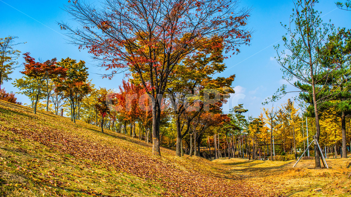 가을,단풍,낙엽,공원,만추,가을,계절,fall,autumn,season,자연,풍경,nature,landscape,tree,나무,plant,식물,tree trunk,나무 줄기,leaf,잎