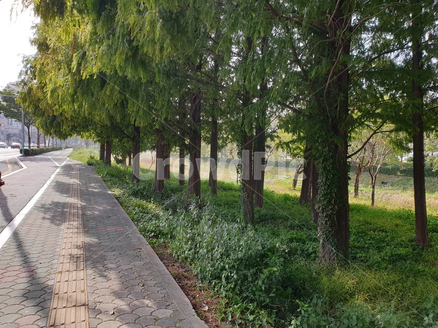 tree,나무,plant,식물,메타세콰이어,경상대정문,나무줄기,통로,보도,포장,treetrunk