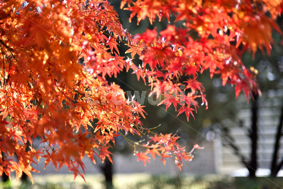 단풍,단풍잎,식물,단풍나무,가을,붉은,가을,계절,fall,autumn,season