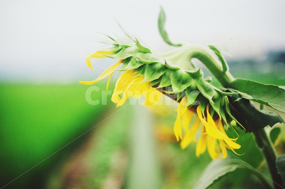 연꽃,해바라기,식물,능소화,감성,꽃,여름,플라워,여름,계절,summer,season,식물,자연,plants,nature,꽃,flower