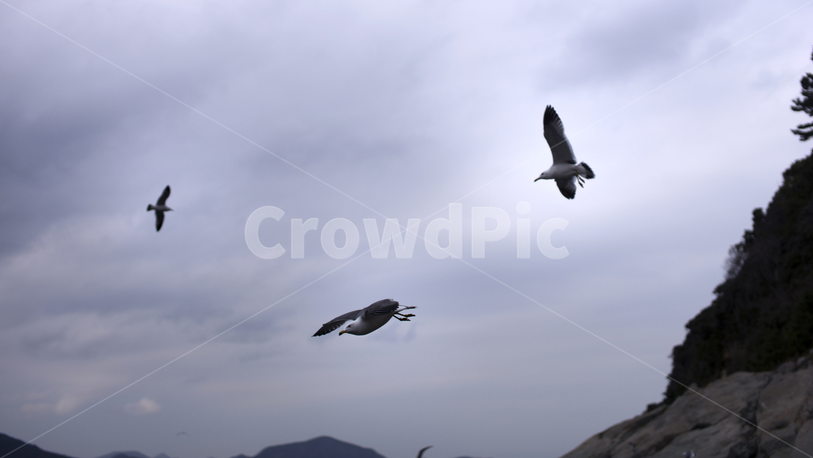 갈매기,통영,사랑도,유람선,바다,동물,animal,조류,새,birds