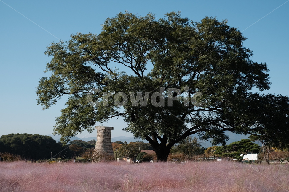 경주,첨성대,핑크뮬리,경주핑크뮬리,경주첨성대,핑크갈대,landscape,plants,nature,season,공원,korea,풍경,문화재,observatory,cheomseongdae,historical,gyeongju,cultureassets