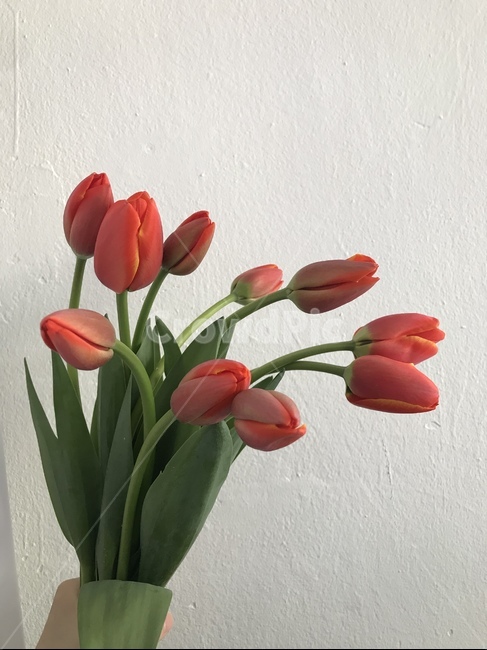 꽃,튤립,flower,tulip,봄,spring