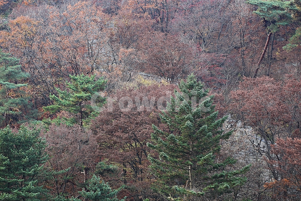 남한산성,성,성곽,단풍,낙엽,길,둘레길,숲,숲길,담,돌담,가을,자연,풍경,벽,울긋불긋,산성,식물,가을,계절,fall,autumn,season,한국전통,한국문화,korean traditional,korean culture,tree,나무,plant,ground,바닥