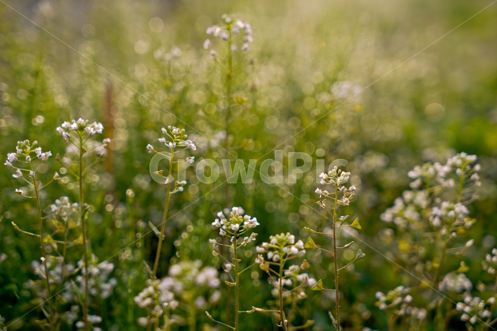 봄,뽐꽃,꽃,계절,식물,감성,자연,야생화,들꽃,식물,자연,plants,nature,꽃,flower