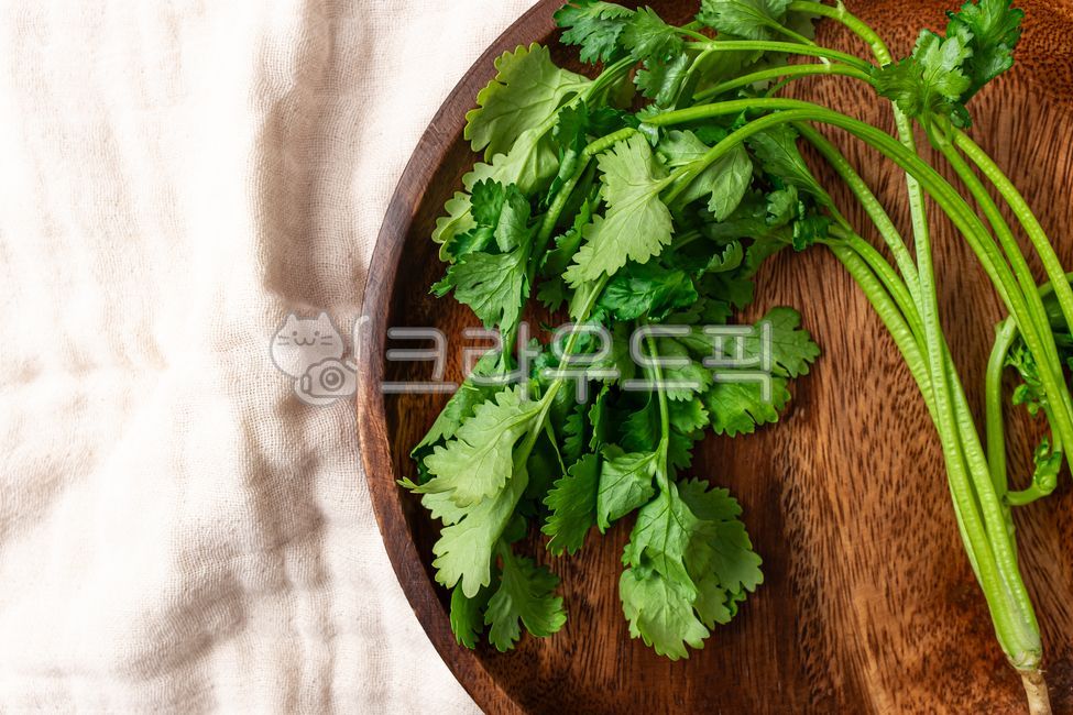 고수,허브,향신료,미나리,채소,야채,잎,줄기,양념,날것,음식,식사,식품,식료품,재료,식재료,음식재료,클로즈업,신선한