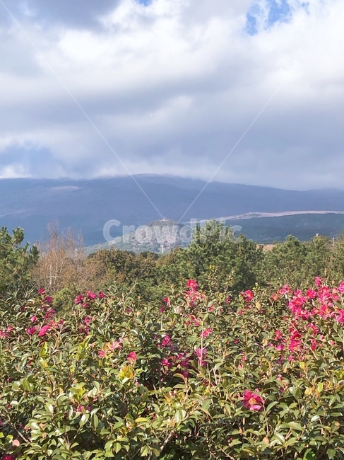 자연,nature,제주도,한라산,동백꽃,하늘