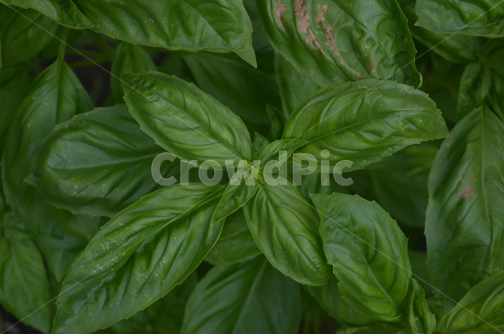 바질,허브,basil,식물,plant,herb,식물,자연,plants,nature