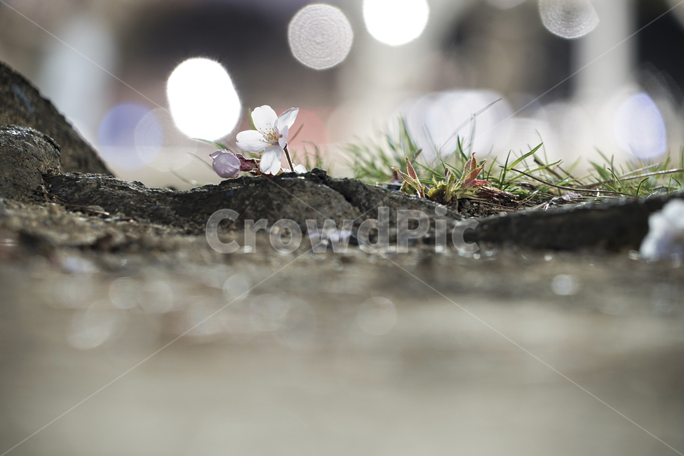 plant,식물,낙화,벚꽃,blossom,flower,식물,자연,plants,nature