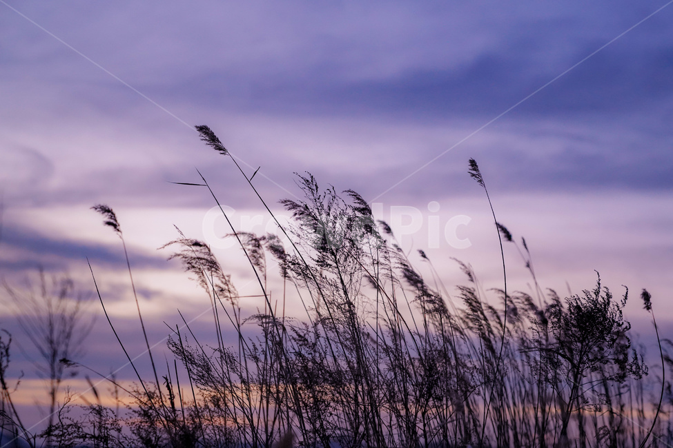 갈대,노을,야경,가을,하늘,자연,풍경,nature,landscape,grass,잔디,plant,식물,lawn,reed