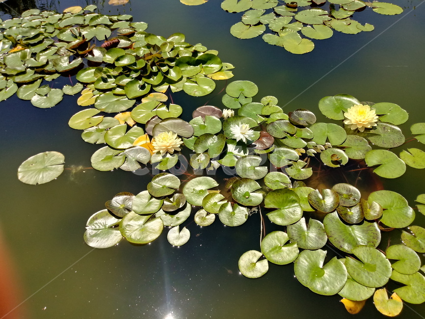 수련,다년생초본식물,수생식물,이판화,쌍자엽식물,자우련,waterlily