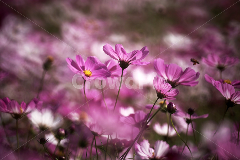 코스모스,꽃,식물,가을,계절,감성,자연,가을,계절,fall,autumn,season,식물,자연,plants,nature,꽃,flower,geranium,제라늄,blossom,plant