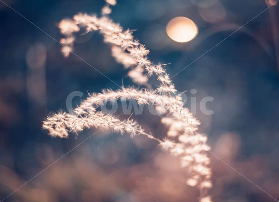 억세,빛,보케,자연,식물,가을,계절,fall,autumn,season,식물,자연,plants,nature,감성,sensible,feeling,색깔,색상,색채,색감,color sense,color sensitivity,feeling of color,grass,잔디,plant,lawn