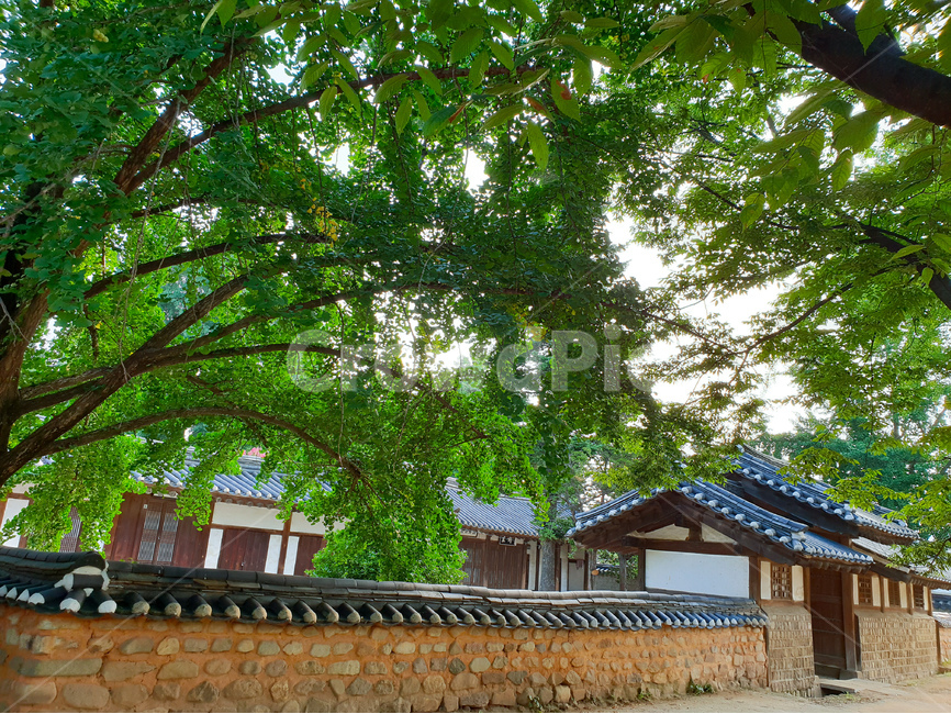 한옥마을,전주,기와지붕,풍경,나무,한국전통,한국문화,korean traditional,korean culture,건축물,건물외관,exterior,building,structure,architecture,construction