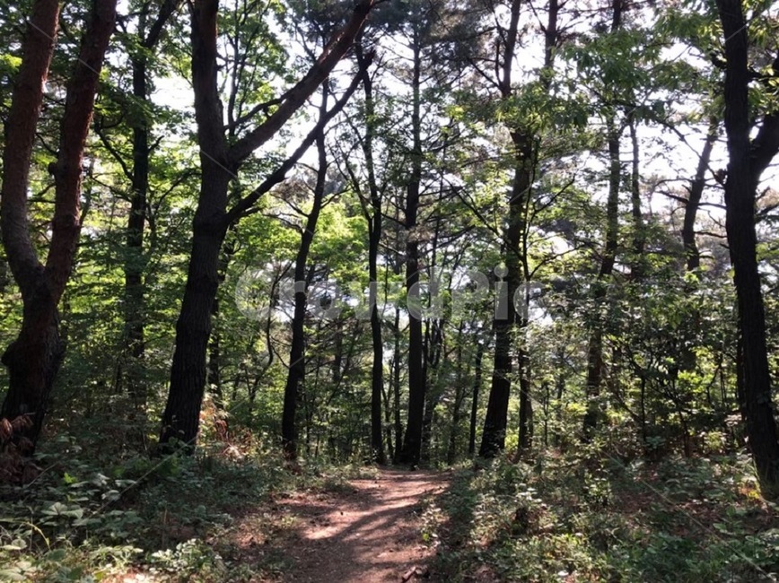 나무,산,산책,산책로,산림욕