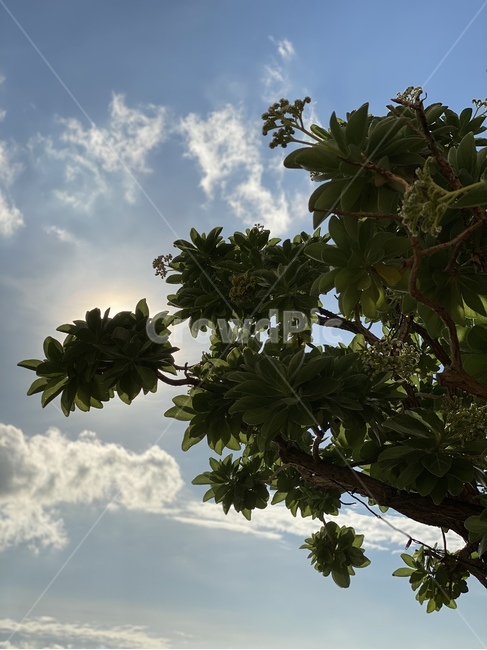 plant,식물,tree,나무,하늘,구름,빛,sky,clouds,nature