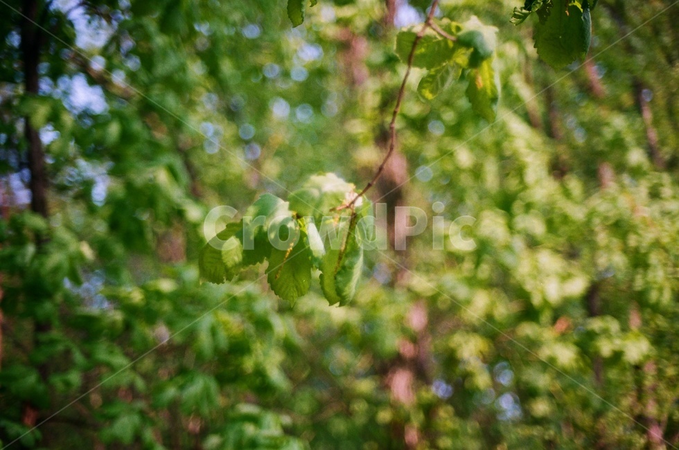 식물원,꽃,필름사진,봄,flower,spring,film,필름,자연,식물,자연,plants,nature