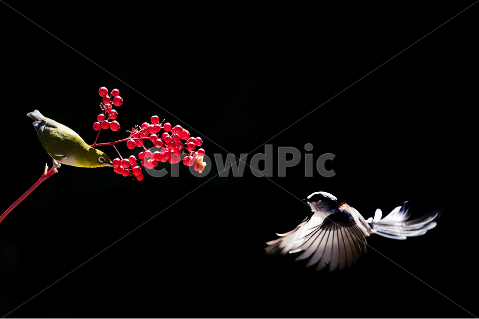 새,동박새,열매,가족,친구,동물,animal,조류,새,birds,과일,열매,fruit