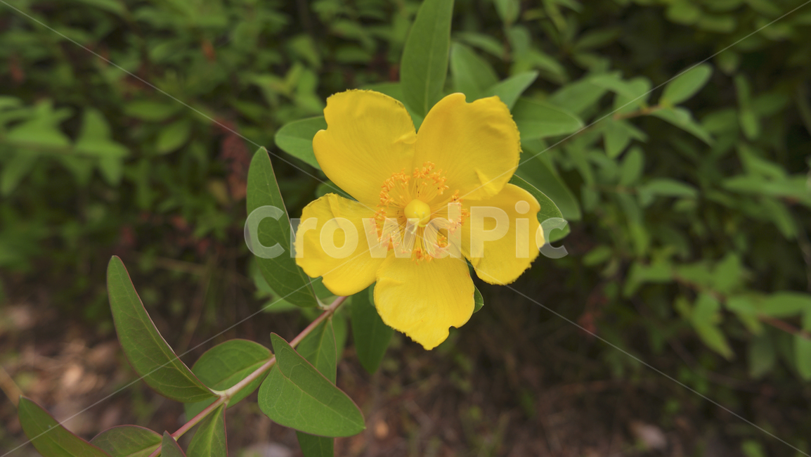 야생화,들꽃,노란색,노란꽃,꽃,노란야생화,야외,식물,꽃배경,자연,wildflower,flower,yellow,yellowflower,yellowwildflower,plants,nature,flowerbackground,outside