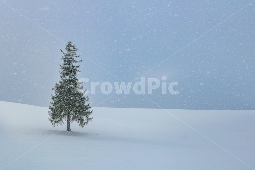 비에이,크리스마스트리,삿포로,겨울,계절,자연풍경,나무,첫눈,눈,biei,훗카이도,감성,풍경,일본,자연,폭설,눈보라,겨울,계절,winter,season,식물,자연,plants,nature,나무,trees,wood
