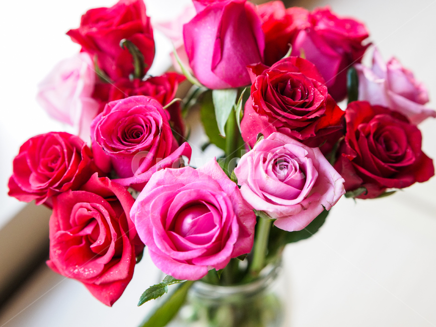 rose,장미,화병,꽃,꽃꽂이,빨간장미,실내용화초,화분,화초,house plant
