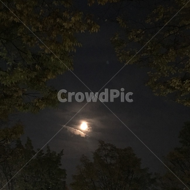 달,밤,나무,night,moon,자연,풍경,nature,landscape,야경,밤,nightscape,night,outdoors,옥외