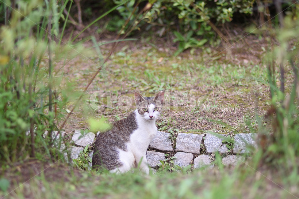 cat,고양이,동물,길고양이,포유류,animal,동물,animal,포유류,mammal,고양이,cat,kitten,kitty