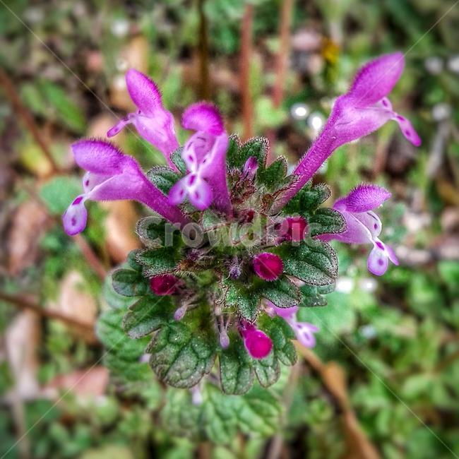 blossom,flower,꽃,plant,식물,spring,nature,pink,봄,자연,분홍색