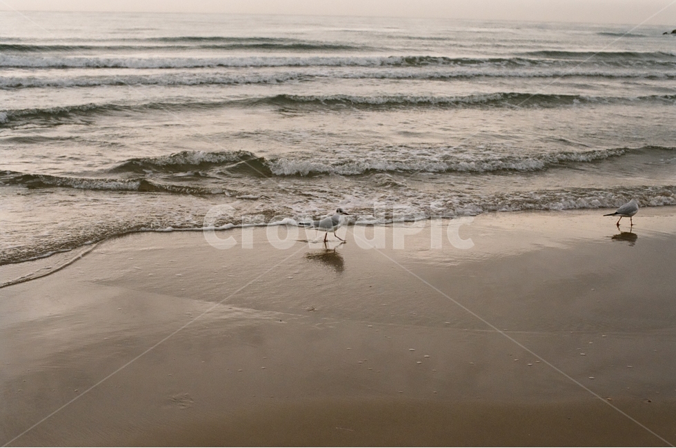 바다,갈매기,파도,노을,동물,새,조류,sea,ocean,wave,gull,seagull,스페인,외국,감성,겨울,해외,세계,세계풍경,자연풍경,감정,spain,landscape,world,feeling,emotion,자연,풍경,nature,landscape,해변,바다,beach,sea,동물,animal,조류,새,birds,감성,sensible,feeling,water,물,대양,outdoors,옥외,shoreline,해안선,bird,coast,연안,바닷가