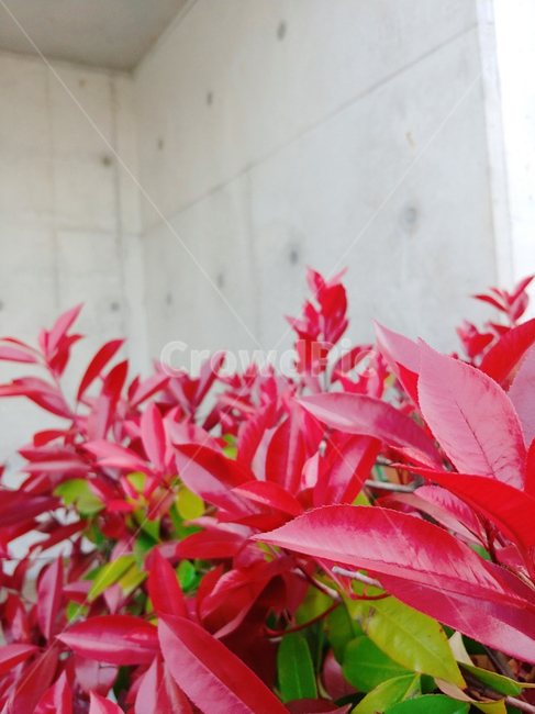 red,배경,화단,빨강,식물,식물,자연,plants,nature