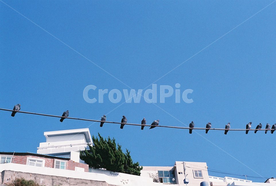 비둘기,전기줄,새,앉아있는새,하늘,동물,animal,조류,새,birds