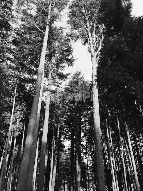 산,숲,나무,자연,힐링,흑백,숲길,자연,풍경,nature,landscape,흑백,모노톤,monochrome,black and white,tree,plant,식물