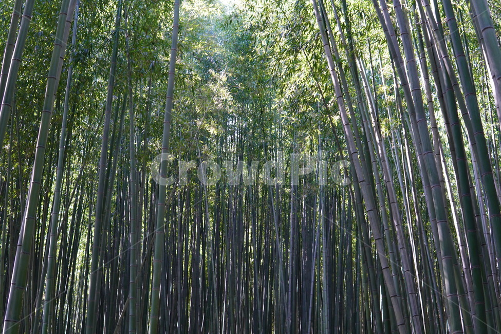 대나무,대나무밭,죽순,죽녹원,식물,나무떼,초록초록한,bamboo,밤부