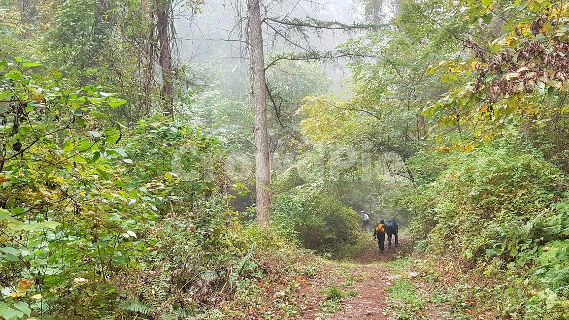 등산,산행,힐링,나무,산,숲,초록,길,자연,풍경,스포츠,계절,등산객,landscape,nature,season,sports,leisure,트레킹
