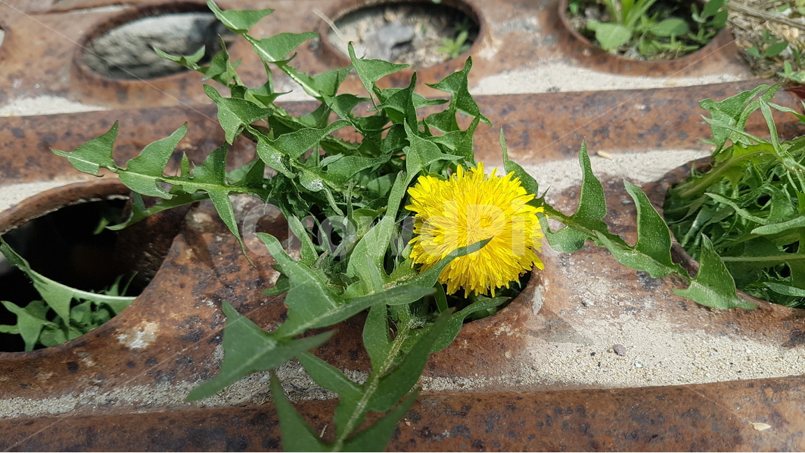 봄,꽃,민들레,홀씨,spring,flower,dandelion,봄,계절,spring,season,식물,자연,plants,nature,꽃,flower,plant