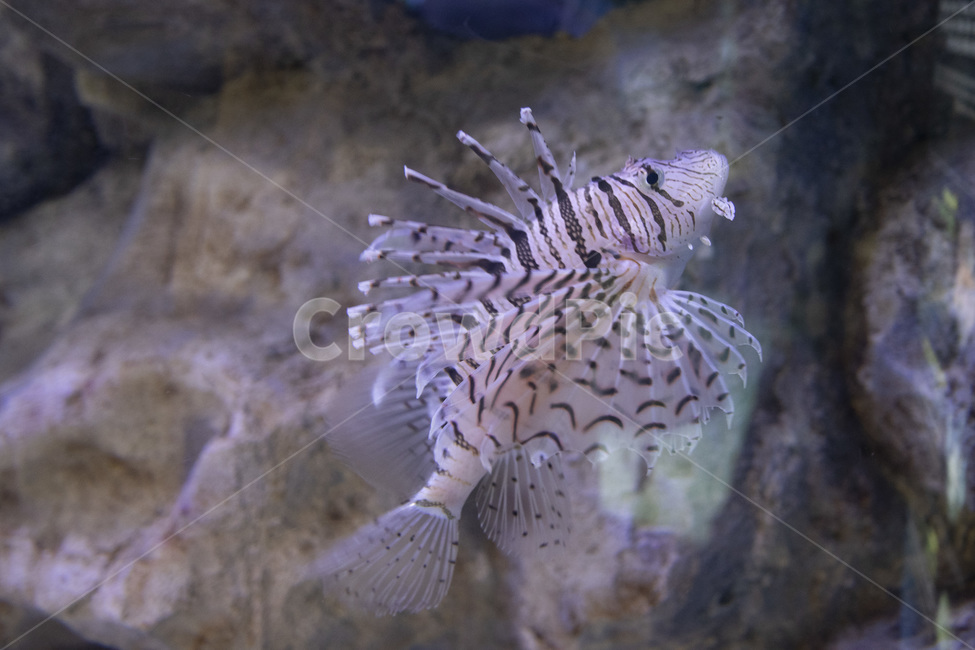 water,물,동물,animal,sealife,해양생물,fish,물고기,아쿠아리움,수족관,바다,동물,animal