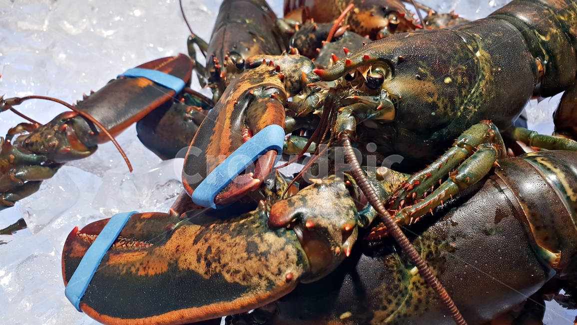 랍스터,생물,해산물,씨푸드,식자재,lobster,바닷가재,동물,갑각류,바다생물,먹거리,식사,food,음식,식재료,요리,food,cook,meal,dishes,food reserves,수산물,해산물,fishery products,seafood